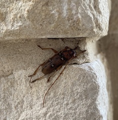 Eburia quadrigeminata