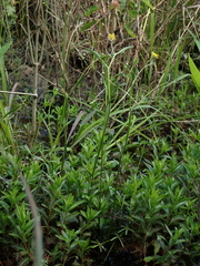 Ranunculus laxicaulis