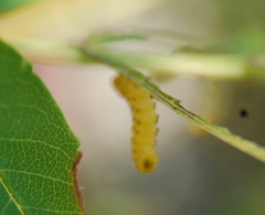 Pristiphora geniculata
