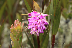 Elleanthus maculatus