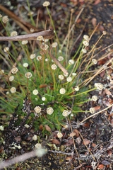 Paepalanthus dendroides