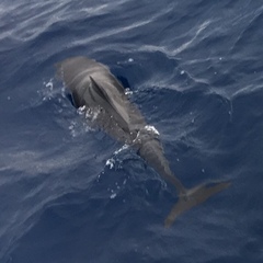 Stenella longirostris longirostris