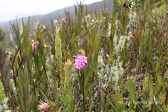 Elleanthus maculatus