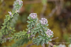 Linochilus phylicoides