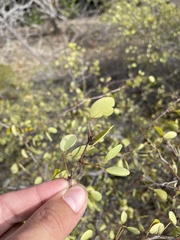 Pithecellobium unguis-cati