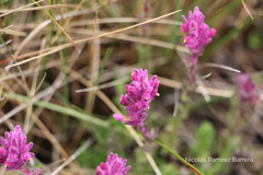 Neobartsia laniflora