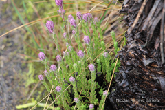 Neobartsia laniflora