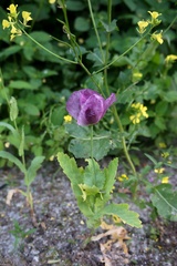 Papaver somniferum somniferum