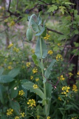 Papaver somniferum somniferum