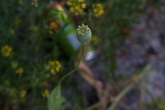 Papaver somniferum somniferum