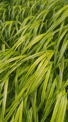 Hakonechloa macra