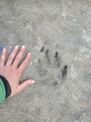 Canis lupus crassodon