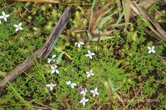 Arcytophyllum muticum