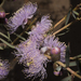 Melaleuca radula - Photo (c) Sue Jaggar, some rights reserved (CC BY-NC-ND), uploaded by Sue Jaggar