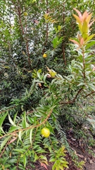 Eugenia pyriformis
