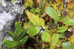 Rubus acanthophyllos