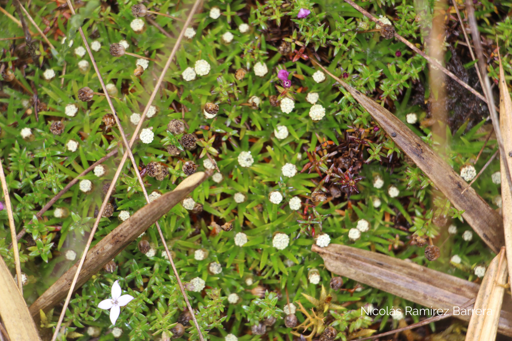 Paepalanthus karstenii; photograph (c) Andrés Ramírez-Barrera, some rights reserved (CC BY)