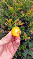 Eugenia pyriformis