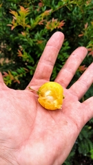Eugenia pyriformis
