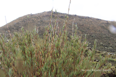 Chusquea tessellata