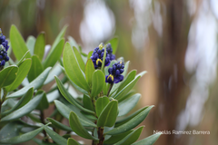 Monnina salicifolia