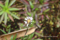 Oritrophium peruvianum