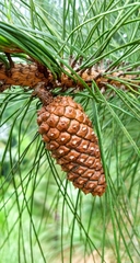 Pinus elliottii elliottii