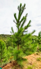 Pinus elliottii elliottii