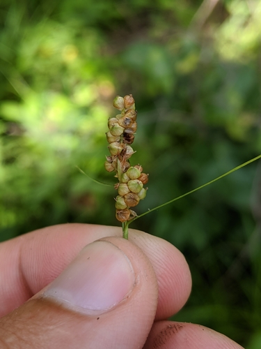 Image of Carex caroliniana by (c) Nathan Aaron, some rights reserved (CC BY)