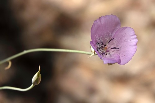 iNaturalist observation photo of Splendid Mariposa Lily