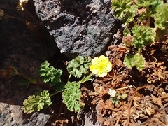 Potentilla brevifolia