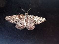 Eufidonia discospilata