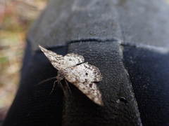 Eufidonia discospilata