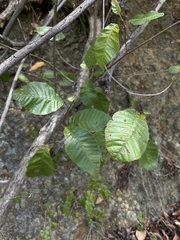 Thouinia striata portoricensis