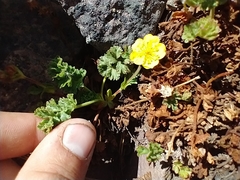Potentilla brevifolia