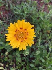 Coreopsis nuecensis