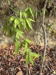 Coccoloba microstachya