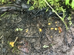 Ramsbottomia asperior