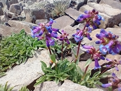 Penstemon spatulatus
