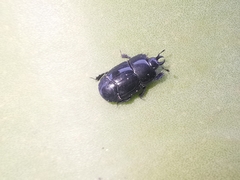 Hololepta