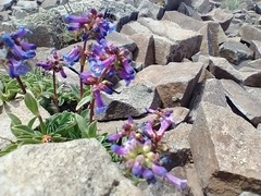 Penstemon spatulatus