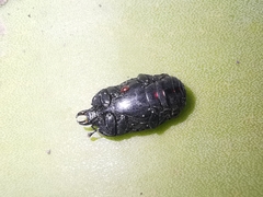 Hololepta