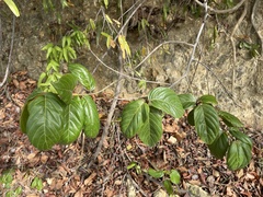 Colubrina arborescens