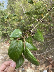 Colubrina arborescens