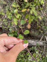 Sideroxylon obovatum