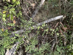 Sideroxylon obovatum