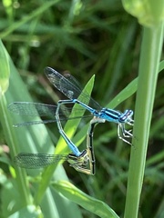 Enallagma exsulans