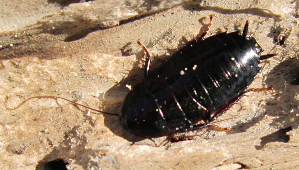 Large Black Kekerengu