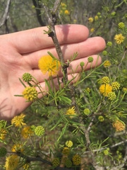Vachellia schaffneri bravoensis