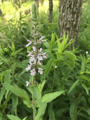 Stachys pilosa